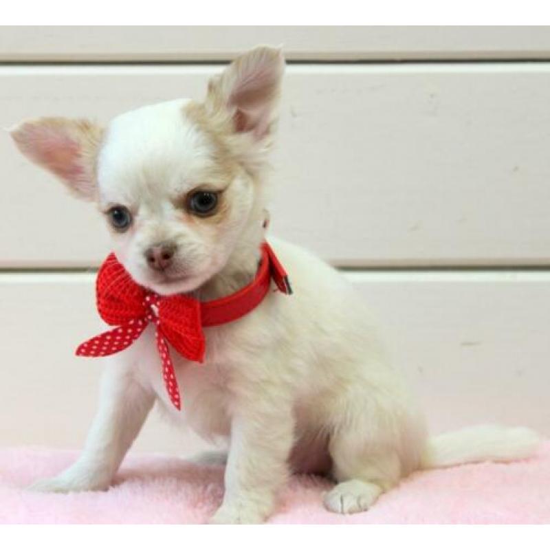 Chihuahua pupjes te koop