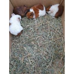 Jonge mannetjes cavia