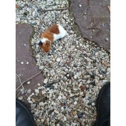 Jonge mannetjes cavia