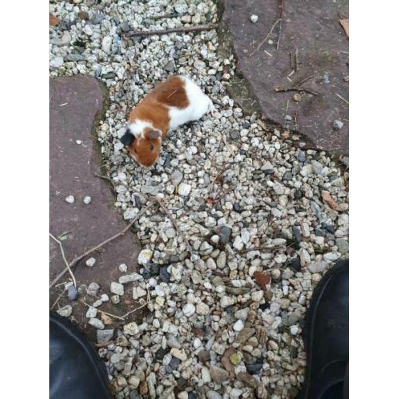 Jonge mannetjes cavia