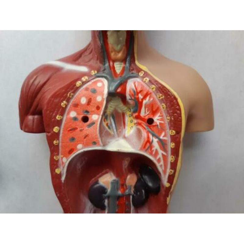 Anatomie model torso 7 delig, 27 cm, handleiding