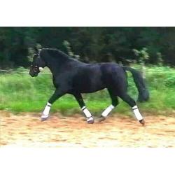 Lieve Kinderpony te koop!
