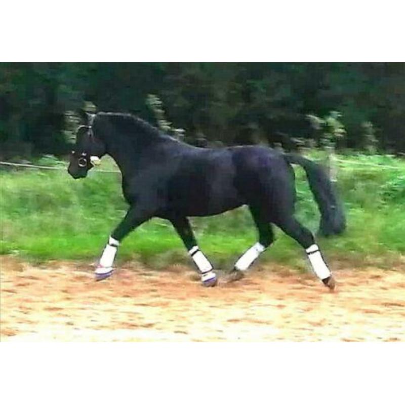 Lieve Kinderpony te koop!