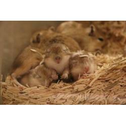 Stamboom Gerbil Pups