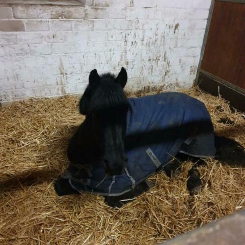 Lieve Kinderpony te koop!