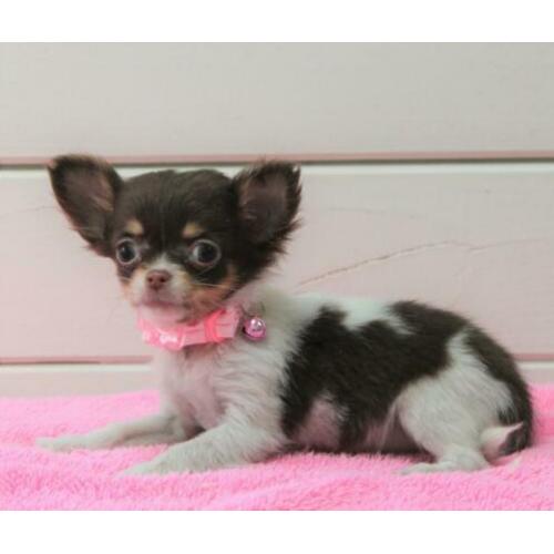 Chihuahua pupjes te koop