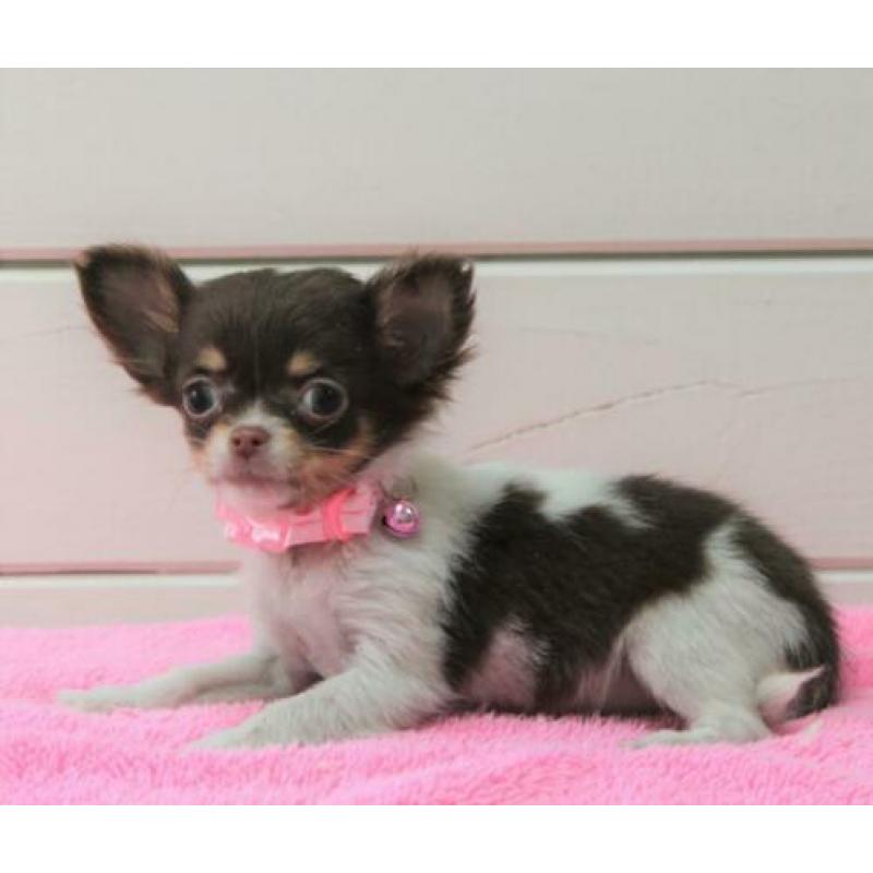 Chihuahua pupjes te koop