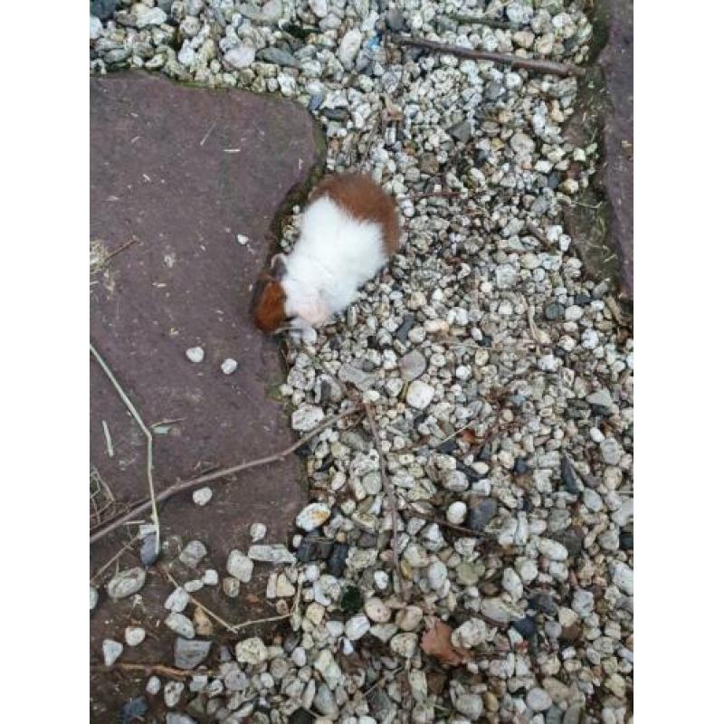 Jonge mannetjes cavia