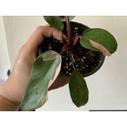 Philodendron Pink Princess
