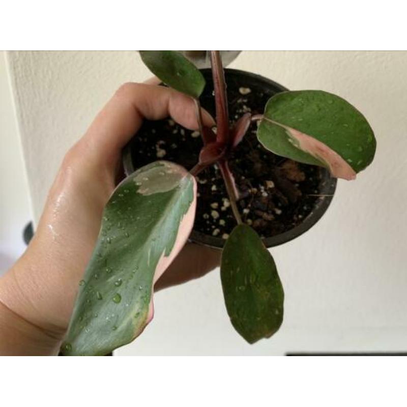 Philodendron Pink Princess