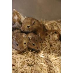 Stamboom Gerbil Pups