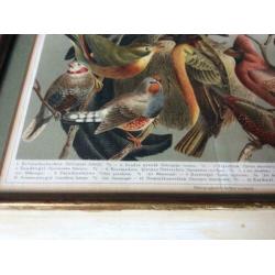 Lithografie Stubenvogel Meyers lexicon uit 1809