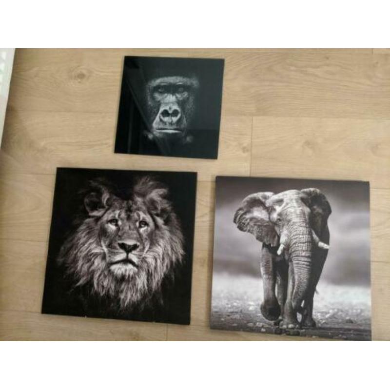 Wandfoto's van Afrikaanse dieren!