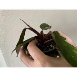 Philodendron Pink Princess