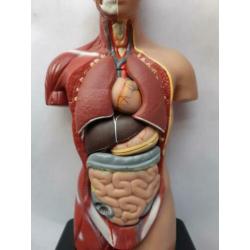 Anatomie model torso 7 delig, 27 cm, handleiding