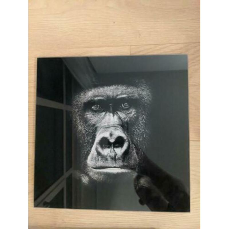 Wandfoto's van Afrikaanse dieren!
