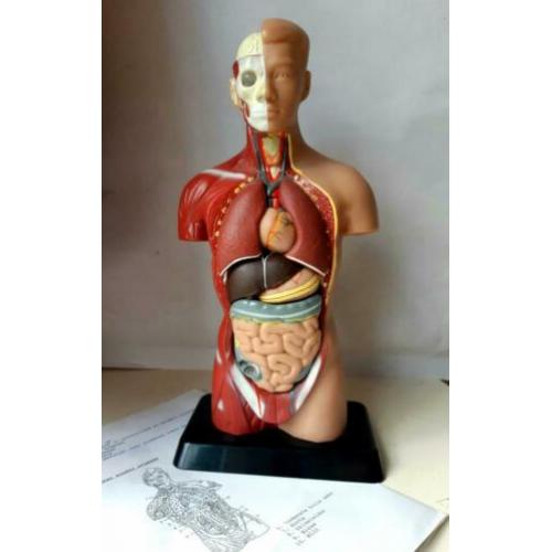 Anatomie model torso 7 delig, 27 cm, handleiding