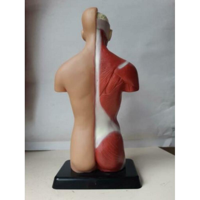 Anatomie model torso 7 delig, 27 cm, handleiding