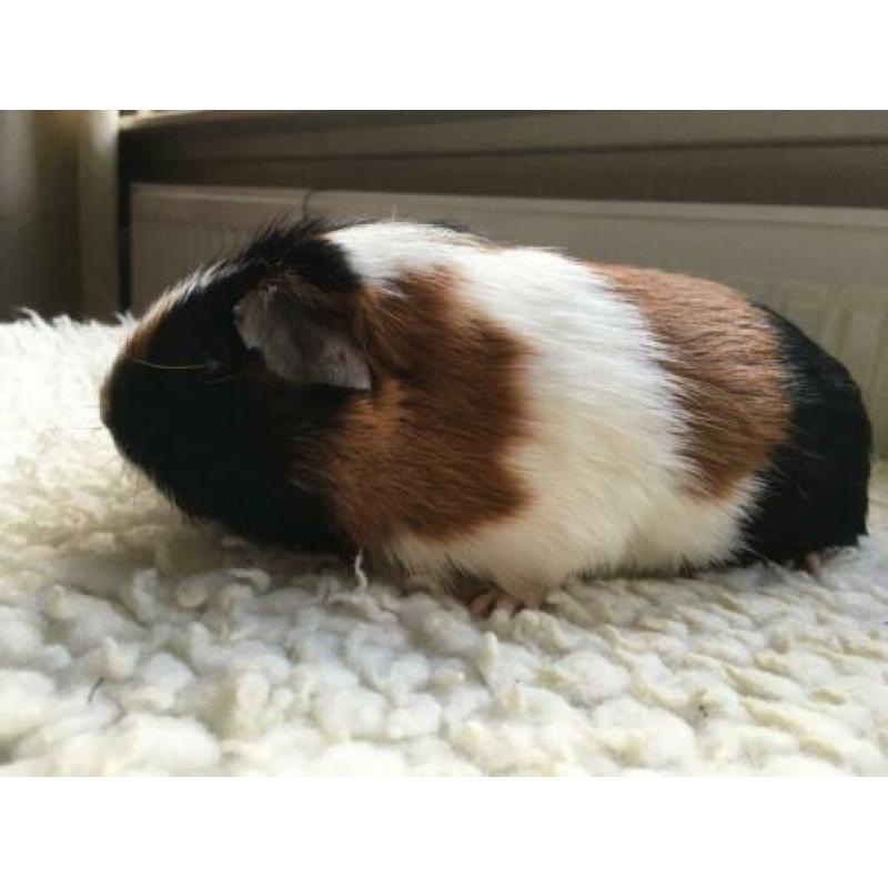 Cavia koppel beertjes