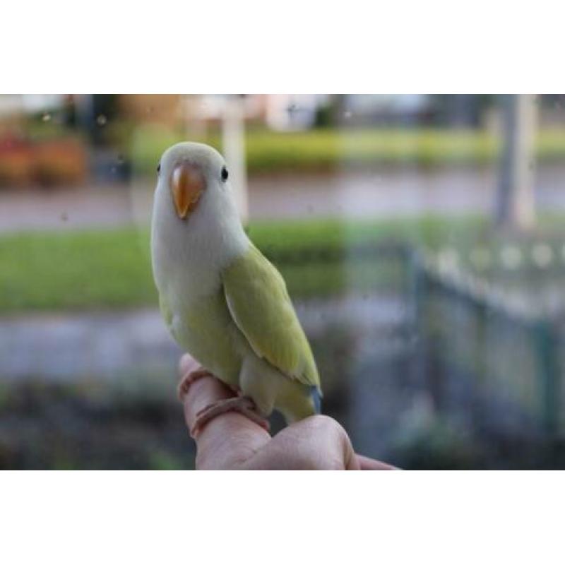 Te koop jonge handtamme agapornis / agapornide pop