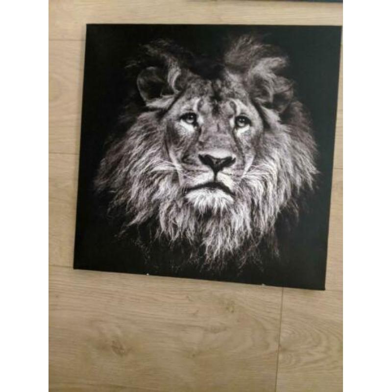 Wandfoto's van Afrikaanse dieren!