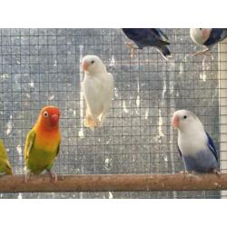 Agapornis fischerie en Personata