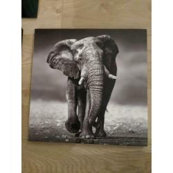 Wandfoto's van Afrikaanse dieren!