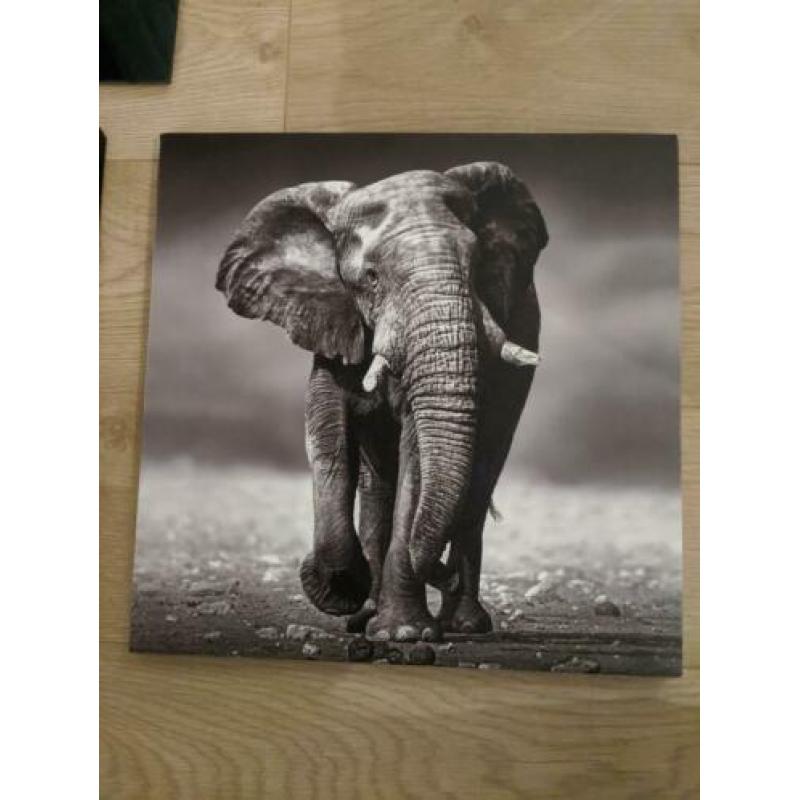 Wandfoto's van Afrikaanse dieren!