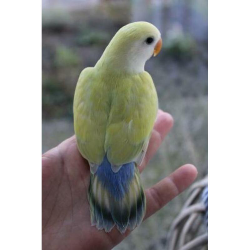 Te koop jonge handtamme agapornis / agapornide pop