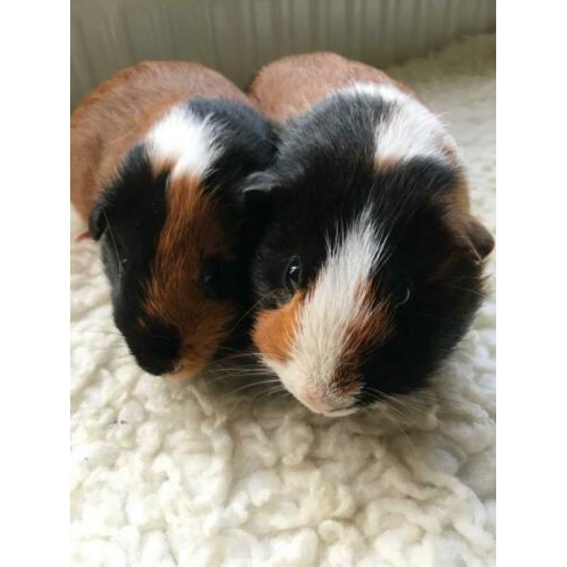 Cavia koppel beertjes