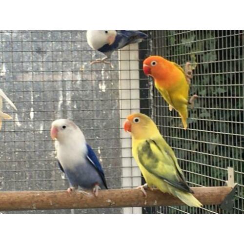 Agapornis fischerie en Personata