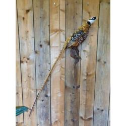 Opgezette fazant totale lengte 146 cm