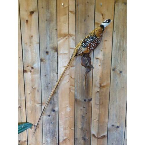 Opgezette fazant totale lengte 146 cm