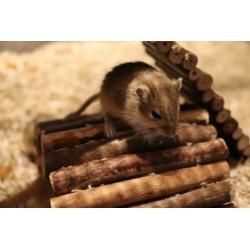 Stamboom Gerbil Pups