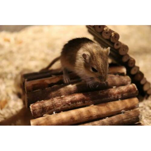 Stamboom Gerbil Pups