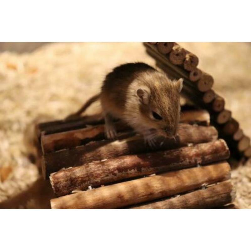 Stamboom Gerbil Pups