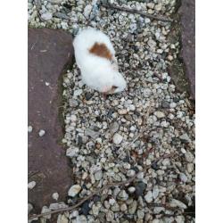 Jonge mannetjes cavia
