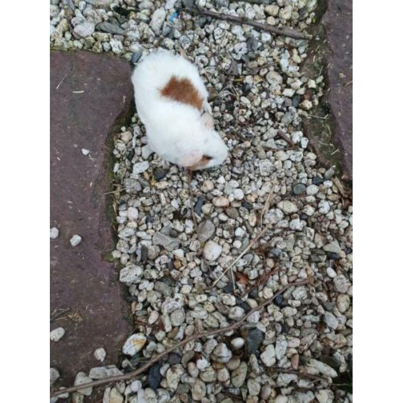 Jonge mannetjes cavia