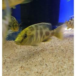 ?? malawi cichlide ??