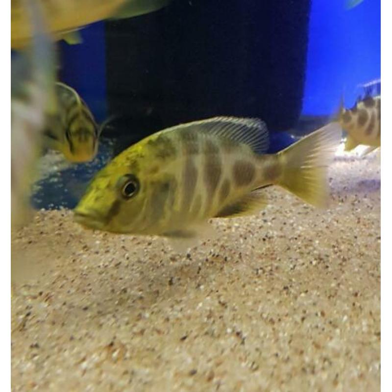?? malawi cichlide ??