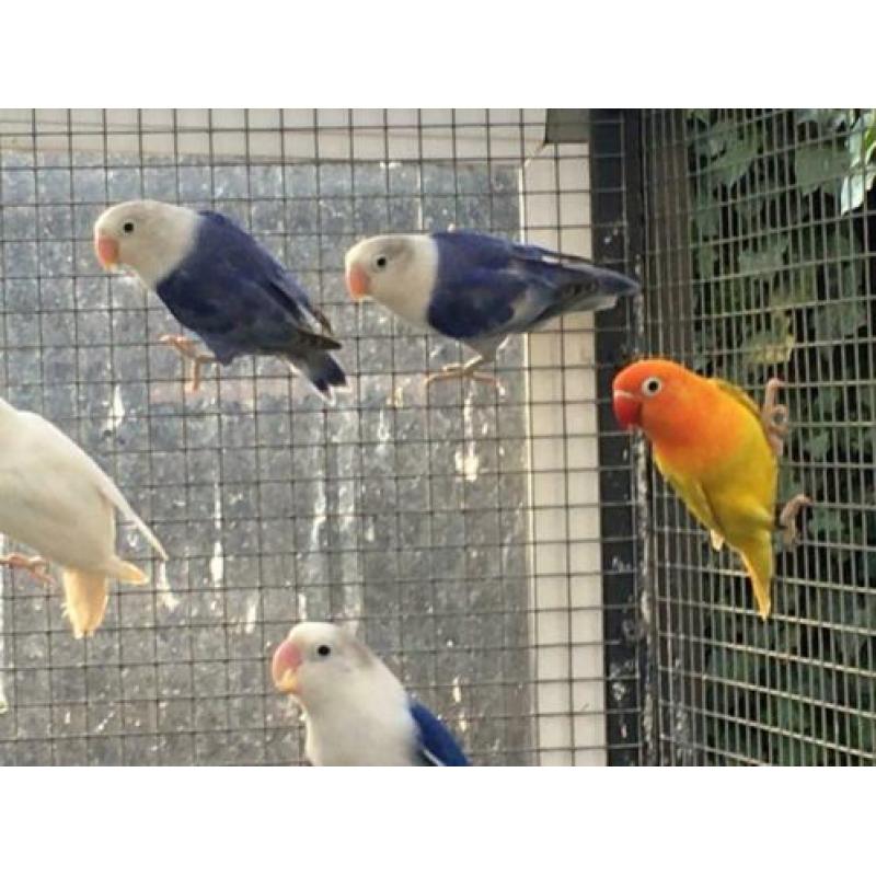 Agapornis fischerie en Personata