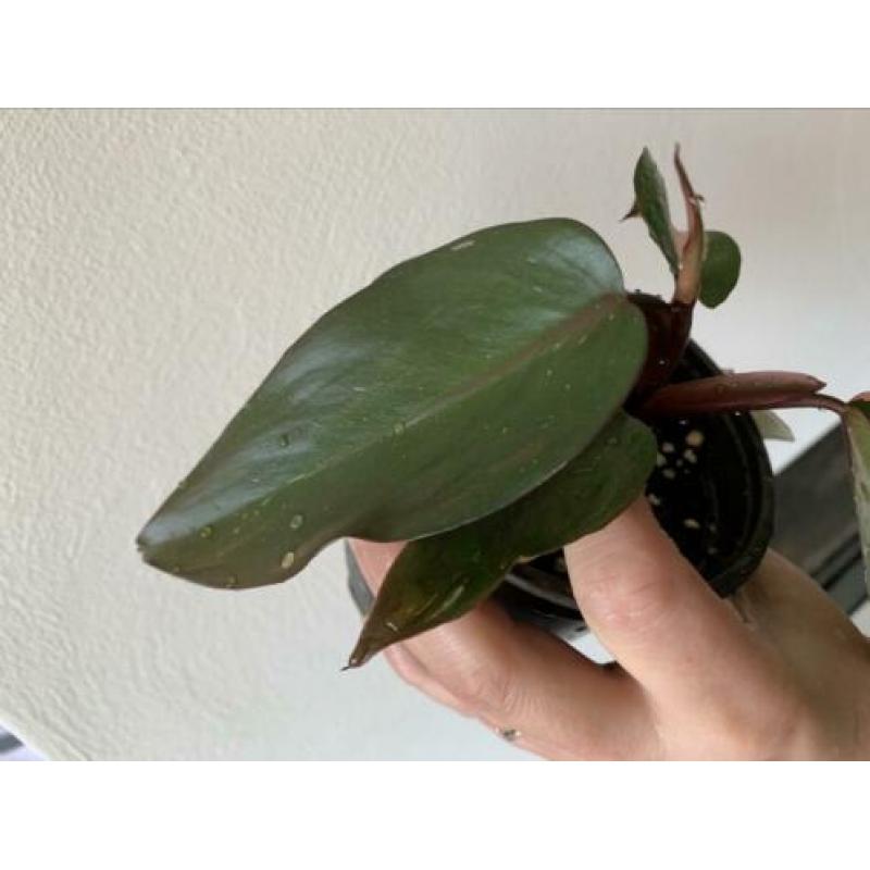 Philodendron Pink Princess