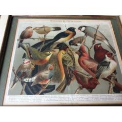Lithografie Stubenvogel Meyers lexicon uit 1809