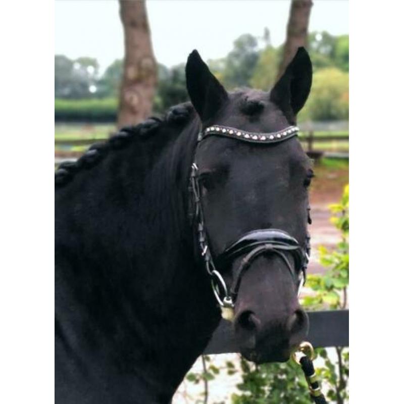 Lieve Kinderpony te koop!