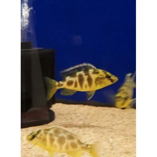 ?? malawi cichlide ??