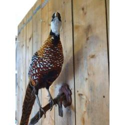 Opgezette fazant totale lengte 146 cm
