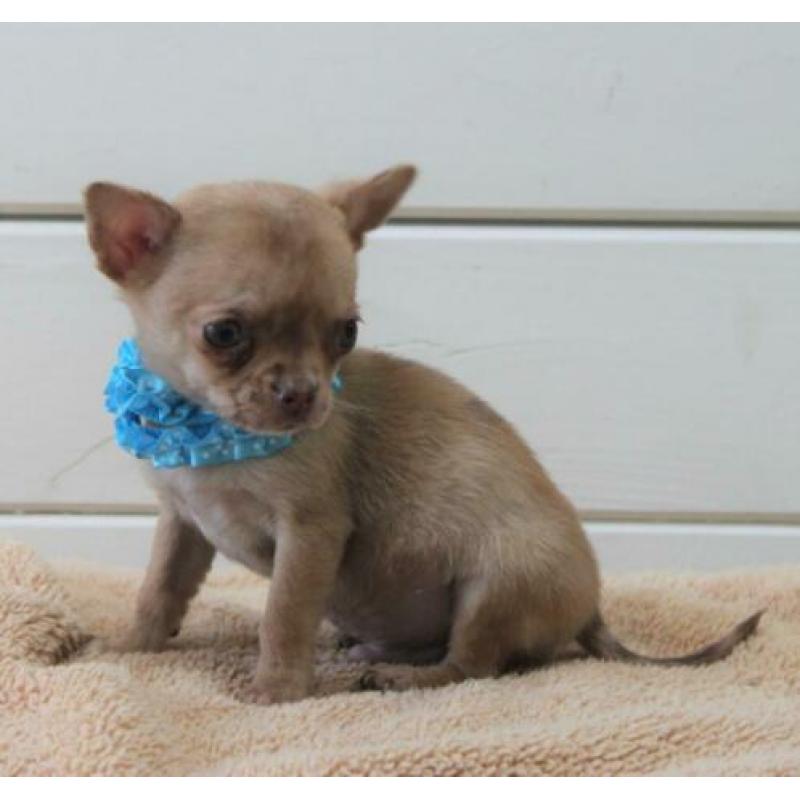 Chihuahua pupjes te koop