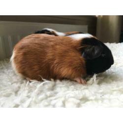 Cavia koppel beertjes