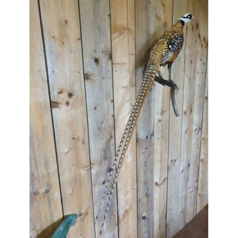 Opgezette fazant totale lengte 146 cm