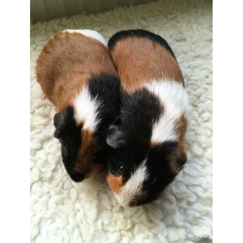 Cavia koppel beertjes